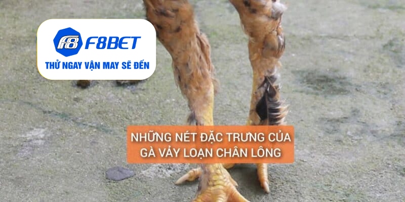 Những đặc điểm đặc trưng của gà vảy loạn chân lông