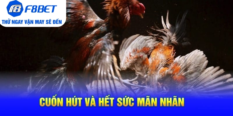 Cuốn Hút Và Hết Sức Mãn Nhãn