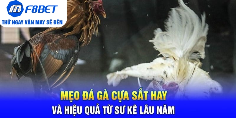 Mẹo Đá Gà Cựa Sắt Hay Và Hiệu Quả Từ Sư Kê Lâu Năm
